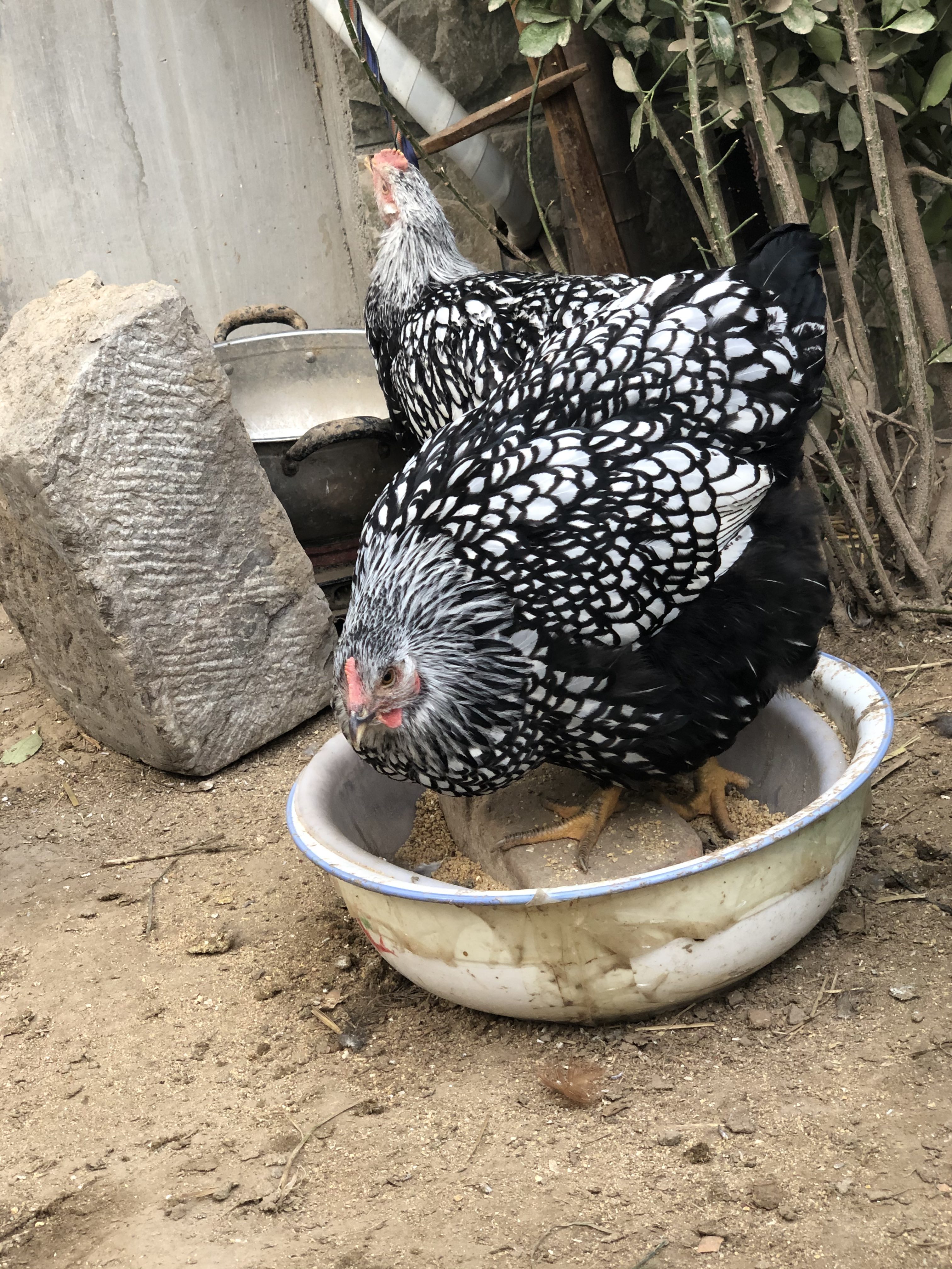 [种鸡批发]怀特鸡 羽毛黑白花 体重能长到六斤左右 种蛋 鸡苗都有价格