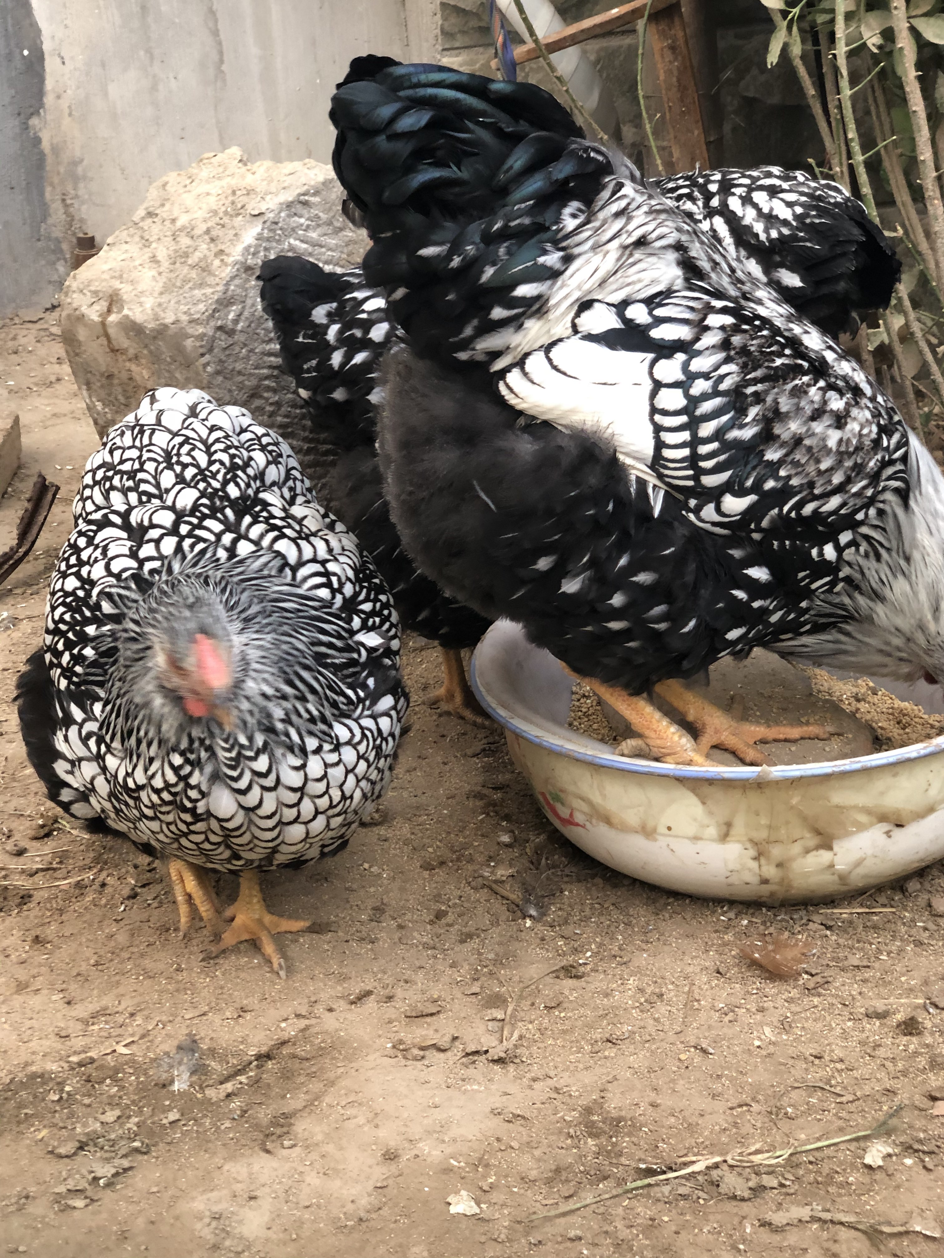 详细规格 : 无 【联系我时,请说是在一亩田上看到的】 黑白花怀特鸡