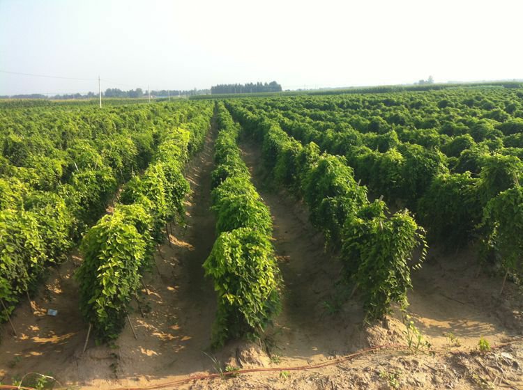 白玉山药种植基地航拍图