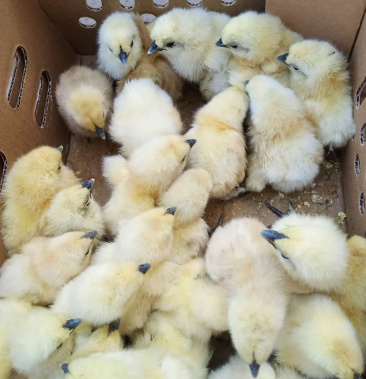 [鸡苗批发]白,黑乌鸡女人的美容院男人的加油站价格5.