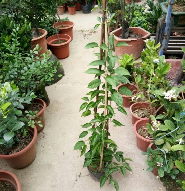 [炮仗花批发]炮仗花价格10.00元/棵 - 一亩田
