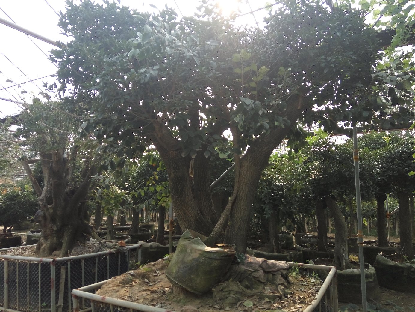 四季桂与其他植物搭配景观图