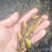 黄骨鱼苗黄丫角优质健康苗适应能力强