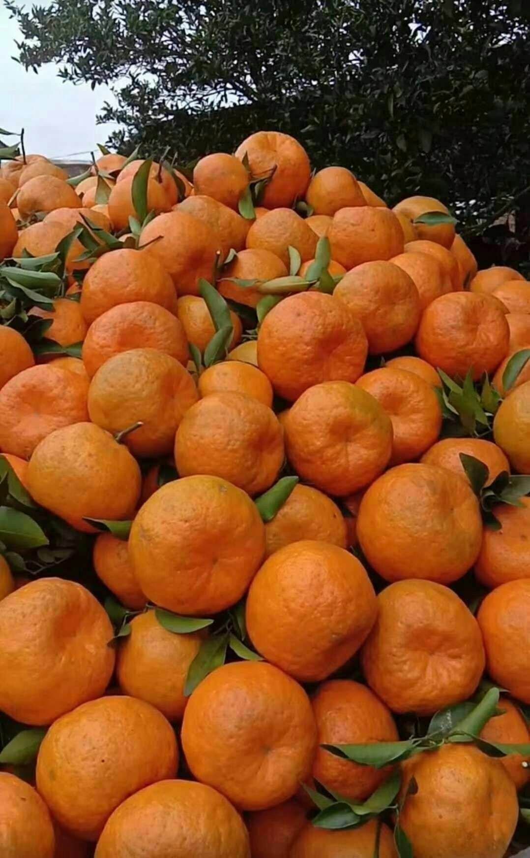 [椪柑批发]椪柑.个大皮薄.果园现摘60起步.现采现发价格0.