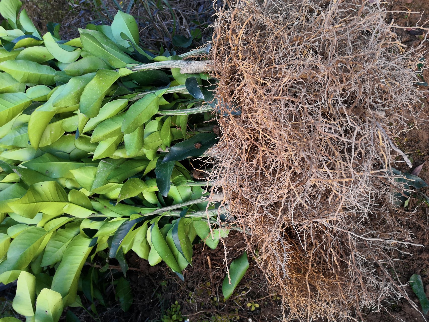 柚子根的形态特征