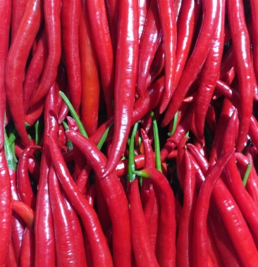 海南优质反季节三号线椒红 产地直供 支持线上交易保障