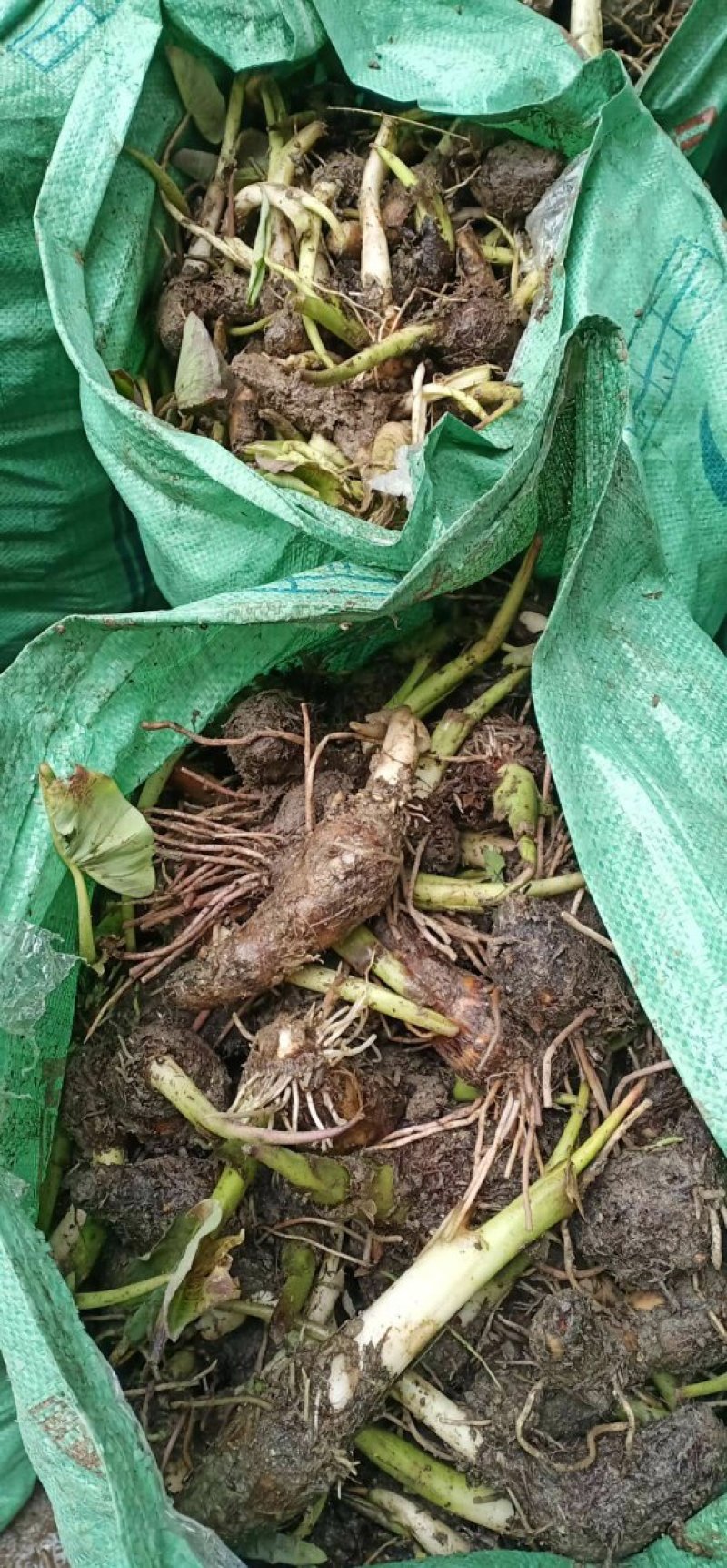 江西槟榔芋种优质种苗种子