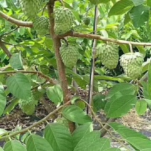 武记果苗，台湾凤梨，释迦果苗
