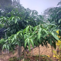 芒果苗，小中大杯，白袋苗