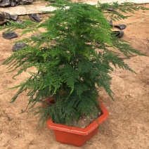 文竹单颗，组盆四角，组盆六角养护简单净化空气