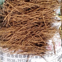 山东黄芩种苗