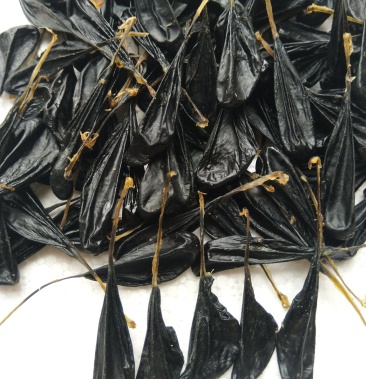 中药材干蛇胆眼镜蛇胆批发