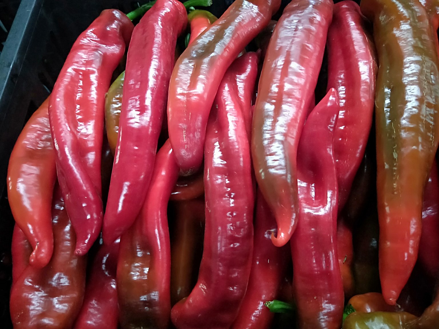 艳红椒营养成分展示图