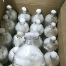 金耳原种二级种栽培种