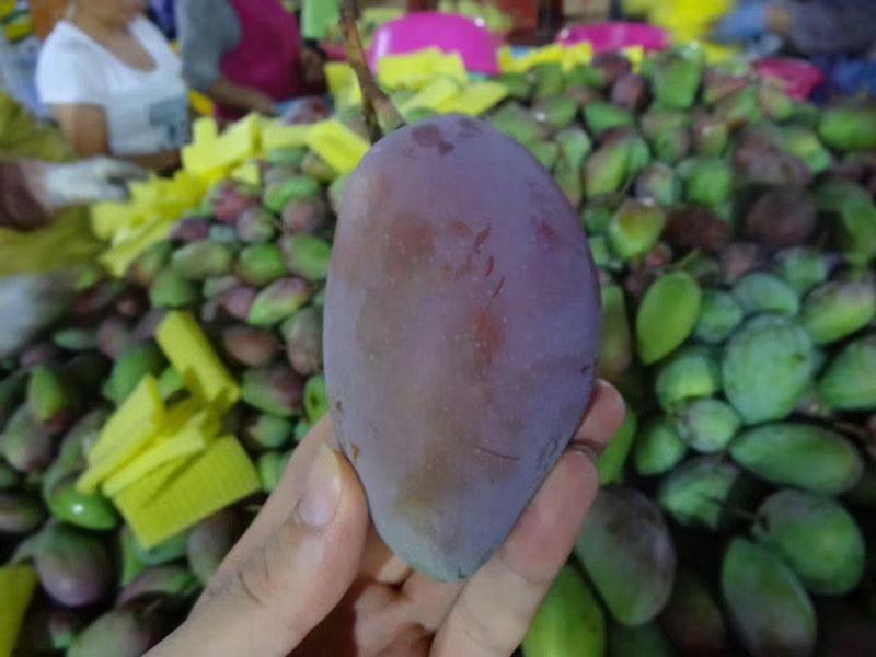 一名女性消费者在超市水果区手持贵妃芒,仔细查看果蒂是否干燥,另一只手指轻按果皮检测软硬程度,背景为整齐摆放的芒果陈列架 消费者正在检查贵妃芒果蒂和果皮状态