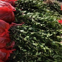 湘林糸油茶苗，嫁接良种高产，出油率很高