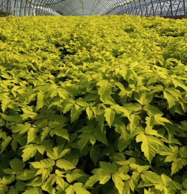 金叶复叶槭扦插苗 复叶槭苗 金叶糖槭树 产地直销