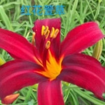 萱草，红花萱草，宿根花卉，基地直销，保质保量，