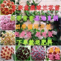 球兰盆栽花苗花园植物多年生木本花卉庭院爬藤花卉藤