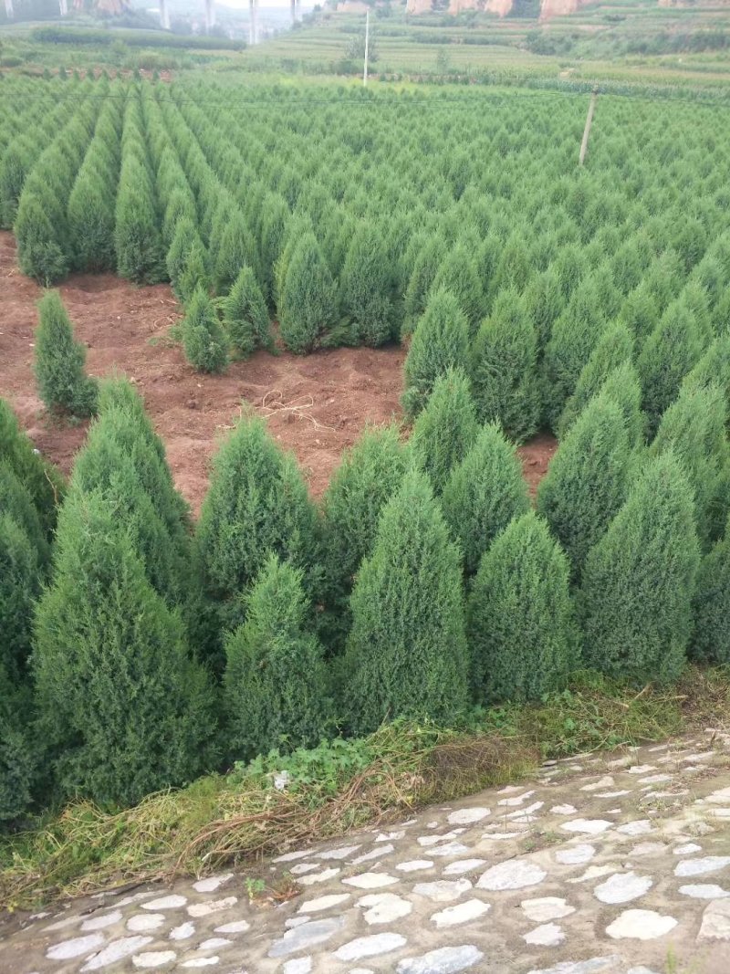 蜀桧,河南快,1.5蜀块,1.5米河南侩,2米蜀桧