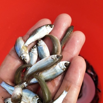 [鲮鱼苗批发]【苗场直供】鲮鱼苗 鲮鱼鱼苗 鲮鱼水花 饲料鱼苗价格0.