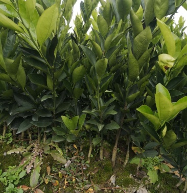 伦晚脐橙苗苗木粗壮根须发达质量保证量大从优