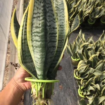 水培虎皮兰一件40盆320元