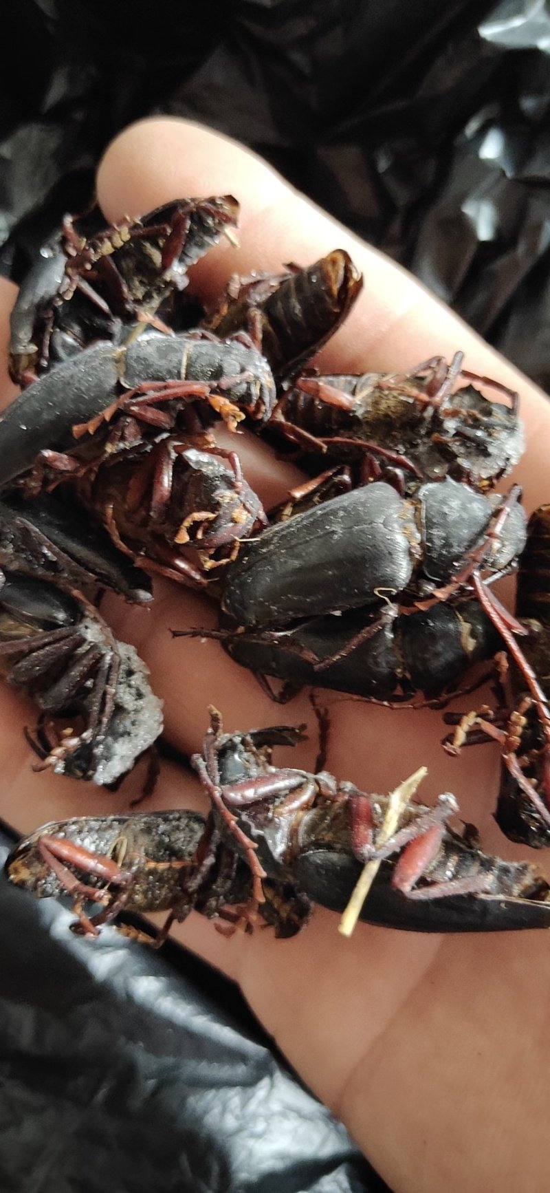 山水牛公虫,批发零售量大优惠,欢迎选购