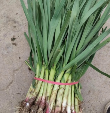 [四季蒜苗批发]四季蒜苗价格0.60元/斤 - 一亩田