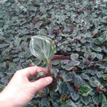 厂家低价供应优质室内高档花卉绿植彩虹竹芋组培苗