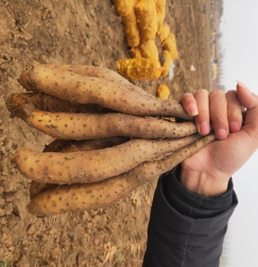 山药种苗,山药苗,白玉豆苗,小白嘴,牛腿山药