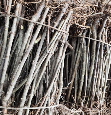 神仙豆腐树苗 臭黄荆苗