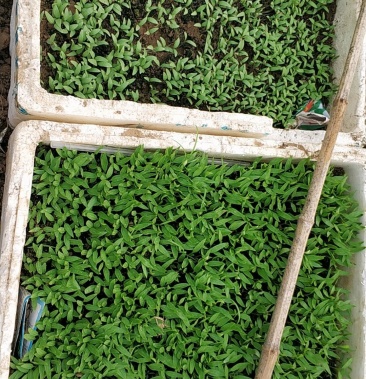 [批发]各种菜苗,价格不同价格2.00元/棵 - 一亩田