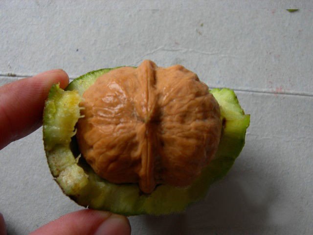 展示桃果实的外果皮、中果皮和内果皮结构 桃果实结构示意图