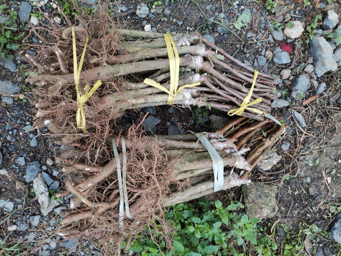 展示青枣苗从苗床移栽到大田的现场操作,包括挖穴、定植、覆土等过程 青枣苗圃移栽现场图