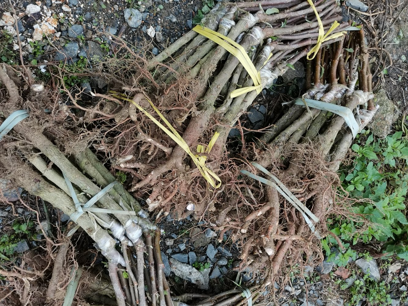 健康的青枣苗根系展示