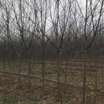 加拿大红樱....80亩精品基地..部分规格处理