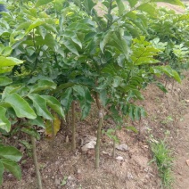 果树苗