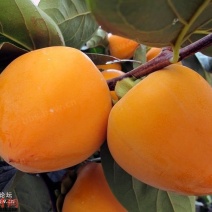 软枣树苗嫁接柿子树尖顶柿子君迁子苗一年生树苗日甜柿子砧木