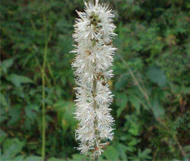 升麻北升麻升麻片龙眼根周麻窟窿牙根批