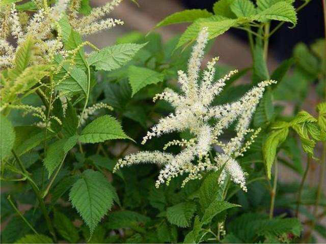 升麻北升麻升麻片龙眼根周麻窟窿牙根批