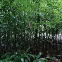 楠木