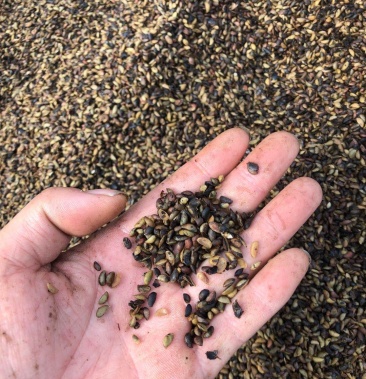 中国地理标志产品川黄柏种子热售中黄柏种