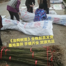 油桐苗打包发货，买油桐树苗请选择重庆俊尧专业油桐培育公司