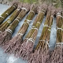 油桐树苗批发采购，买油桐苗请选择重庆俊尧专业油桐培育公司