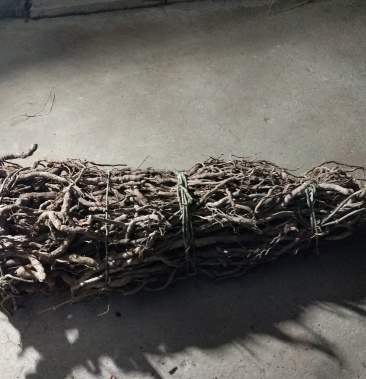 野生黑老虎根又名酒饭团根鲜货须预定