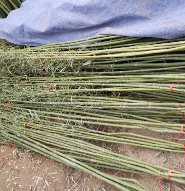早园竹,竹子.移栽竹苗,看苗装车.竹子批发地.量大供应
