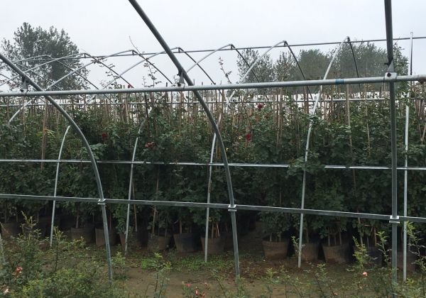 大花月季在园林景观中的应用