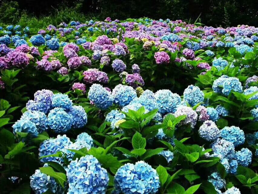 雏菊在花园中生长的场景