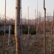 楸树苗销售中